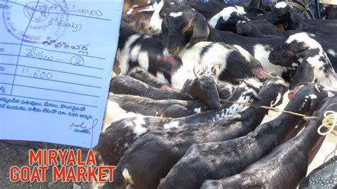 live goat market prices
